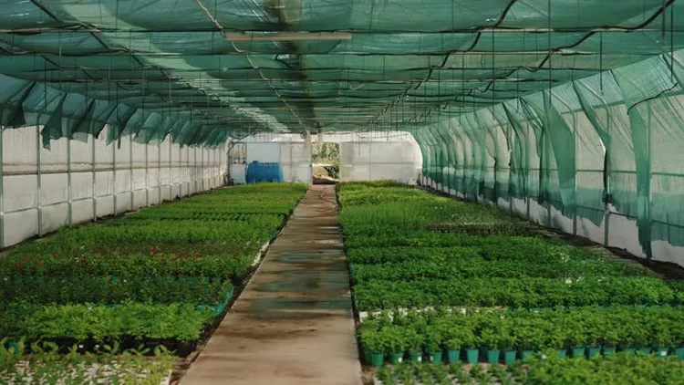 20260410how to shade plants from sunshade nets.png